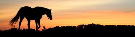 silhouette-of-horse-at-sunset_1.jpg
